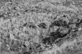 preview bw