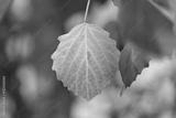preview bw