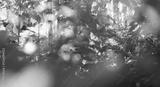preview bw