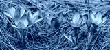 preview cold