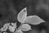 preview bw