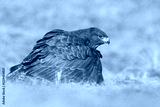 preview cold