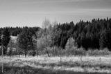 preview bw