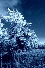 preview cold