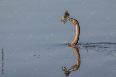 image to crop