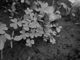 preview bw