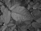 preview bw