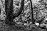 preview bw
