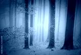 preview cold