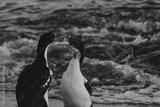 preview bw