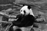 preview bw