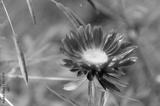 preview bw