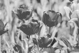 preview bw