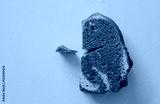 preview cold
