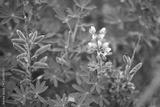 preview bw