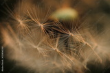 preview original