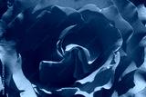 preview cold