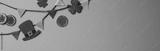 preview bw