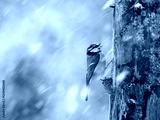 preview cold