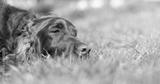 preview bw