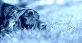 preview cold