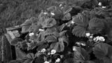 preview bw