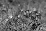 preview bw