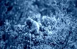 preview cold