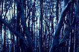 preview cold