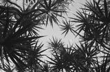 preview bw