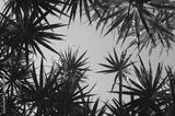 preview bw