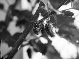 preview bw