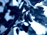 preview cold
