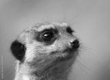 preview bw