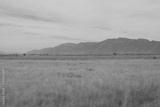 preview bw
