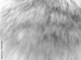 preview bw