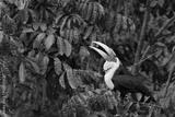 preview bw