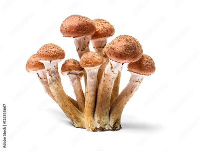 image to crop