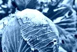 preview cold
