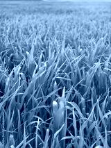 preview cold