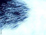 preview cold