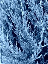 preview cold