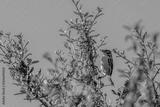 preview bw