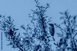 preview cold