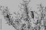 preview bw