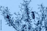 preview cold