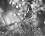 preview bw