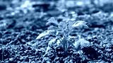 preview cold