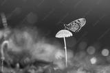 preview bw
