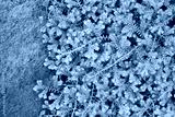 preview cold